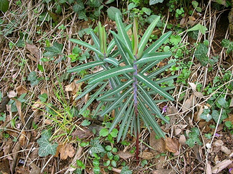 Euphorbia lathyris / Euforbia catapuzia